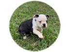 Mutt Puppy for sale in Hartford, AL, USA