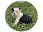 Mutt Puppy for sale in Hartford, AL, USA