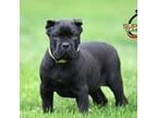 Cane Corso Puppy for sale in Norton, OH, USA