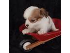 Chihuahua Puppy for sale in Gadsden, AL, USA