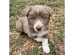 Border Collie Puppy for sale in Nevils, GA, USA