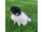 Pomeranian Puppy for sale in Epsom, NH, USA