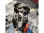 Mutt Puppy for sale in Brooklyn, CT, USA