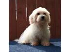 Cavapoo Puppy for sale in Donna, TX, USA