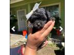 Poodle (Toy) Puppy for sale in Lindsay, CA, USA