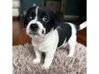 Parson Russell Terrier Puppy for sale in Tampa, FL, USA