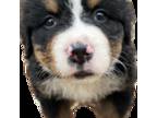 Bernese Mountain Dog Puppy for sale in Morehead, KY, USA