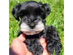 Schnauzer (Miniature) Puppy for sale in Willow Creek, CA, USA