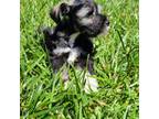 Schnauzer (Miniature) Puppy for sale in Willow Creek, CA, USA
