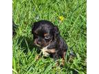 Cavalier King Charles Spaniel Puppy for sale in Arkport, NY, USA