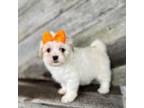 Shih-Poo Puppy for sale in Elkton, KY, USA
