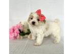 Shih-Poo Puppy for sale in Elkton, KY, USA