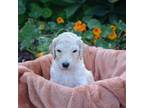 Goldendoodle Puppy for sale in San Diego, CA, USA