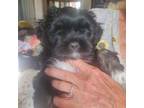 Lhasa Apso Puppy for sale in Victorville, CA, USA