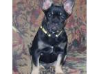French Bulldog Puppy for sale in Zanesville, OH, USA