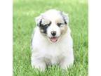 Australian Shepherd Puppy for sale in Chickasha, OK, USA