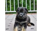 German Shepherd Dog Puppy for sale in Prior Lake, MN, USA