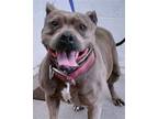 Adopt IZZY a Pit Bull Terrier, Mixed Breed