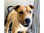 Adopt LOU ANN a Pit Bull Terrier, Mixed Breed