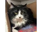 Adopt BERNADETTE a Domestic Long Hair