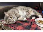 Adopt Carla a Domestic Short Hair