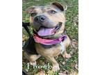 Adopt PHOEBE a Pit Bull Terrier