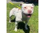 Adopt Booboo a Pit Bull Terrier, Mixed Breed