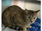 Adopt ODELYN a Domestic Short Hair