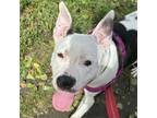 Adopt Paris a American Staffordshire Terrier