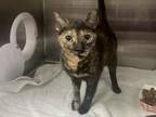 Adopt Eva a Domestic Short Hair