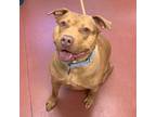 Adopt Yammy a Pit Bull Terrier