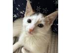 Adopt Scary (Spice Girls Foster sister) a Domestic Short Hair, Calico