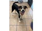 Adopt Shmoo a Beagle, Mixed Breed