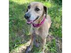 Adopt SAGE a Blue Lacy
