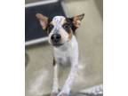 Adopt Sammie a Smooth Fox Terrier