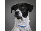 Adopt Wilma a German Shorthaired Pointer, Jack Russell Terrier