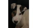 Adopt Francine a Jack Russell Terrier