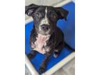 Adopt Gracie a Labrador Retriever, Mixed Breed