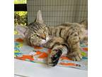 Adopt Tabbytha a Domestic Short Hair