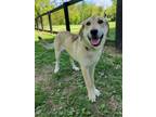 Adopt Alpine a Great Pyrenees