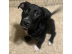 Adopt Roberts (In Foster Home) a Mixed Breed
