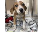 Adopt Rosie a Hound