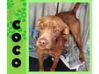 Adopt Coco a Vizsla, Pit Bull Terrier