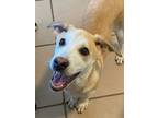 Adopt Kristen a Labrador Retriever, Mixed Breed