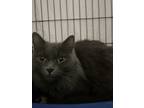 Adopt Monsoon a Domestic Short Hair