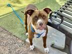 Adopt SOONY a Pit Bull Terrier