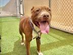 Adopt SOONY a Pit Bull Terrier