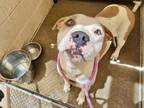 Adopt FISH GISH a Pit Bull Terrier