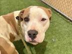 Adopt FISH GISH a Pit Bull Terrier