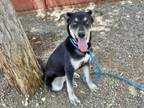 Adopt POM POM a German Shepherd Dog